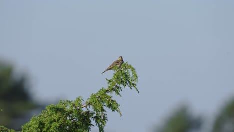 Small-Woodlark-bird-sitting-on-top-of-tree,-focus-on-foreground,-blurred-background-sky,-day