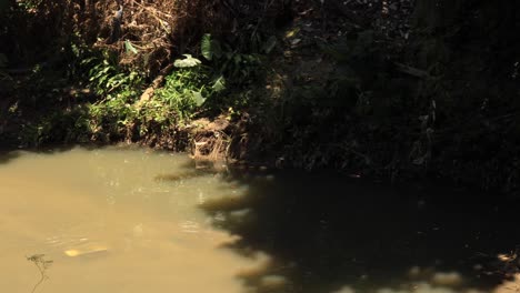 Abfall-Und-Zerstörtes-Flussufer-Mit-Nicht-Biologisch-Abbaubarem-Müll-Und-Beschädigtes-Grün-Durch-Überschwemmung-Und-Überschwemmung-Mit-Vorbeifliegenden-Vögeln