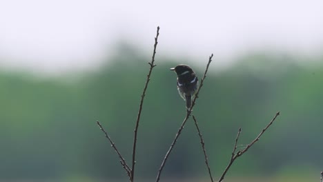 Wren-bird-telephoto-view,-sitting-on-branch-tree,-static-closeup,-day