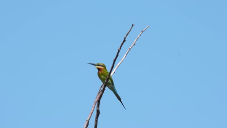 Fighting-and-balancing-against-the-wind-as-seen-perched-in-between-two-twigs-while-looking-around-for-tis-prey,-Blue-tailed-Bee-eater-Merops-philippinus,-Thailand