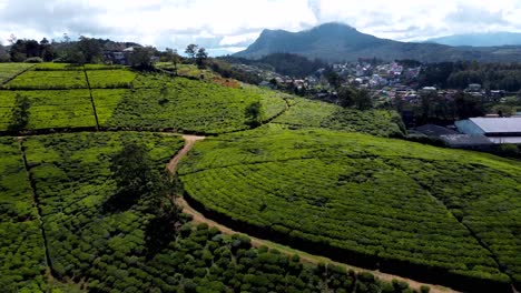 Overlooking-View-Of-Green-Fields-Of-Organic-Tea-Growing-On-Large-Area-In-Rural-Nuwara-Eliya,-Sri-Lanka