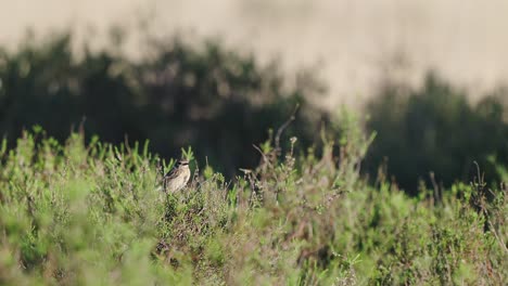 Small-ochre-colored-bird-camouflaged-among-the-green-grasses