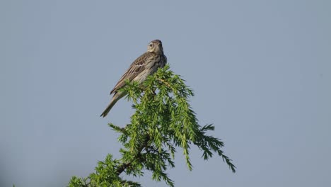 Full-static-shot-of-tree-pipit-standing-bird-on-top-of-branch-tree,-day