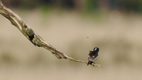European-Stonechat-Perched-On-Branch-Catching-Fly-To-Eat