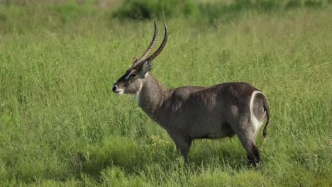 Wide-shot-of-a-male-waterbuck-standing-in-the-lush-green-grassland,-Greater-Kruger