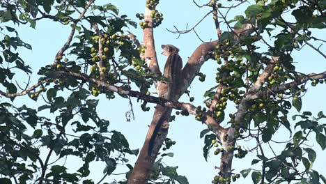 Seen-from-its-back-a-while-on-a-branch-of-a-tall-tree-chewing-and-eating-some-fruits,-Three-striped-Palm-Civet,-Arctogalidia-trivirgata,-Thailand