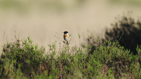 Closeup-of-African-stonechat-common-stonechat-bird-standing-on-bush-branch,-observe-surroundings,-handheld,-day