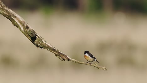European-Stonechat-Preening-Feathers-Perched-On-Branch