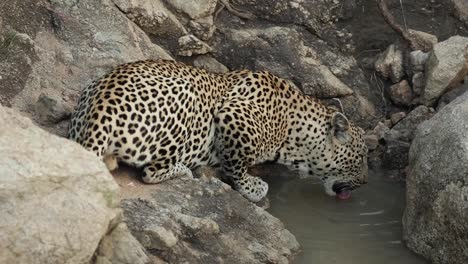 Wide-shot-of-a-leopard-drinking-from-a-puddle-between-the-rocks,-Greater-Kruger