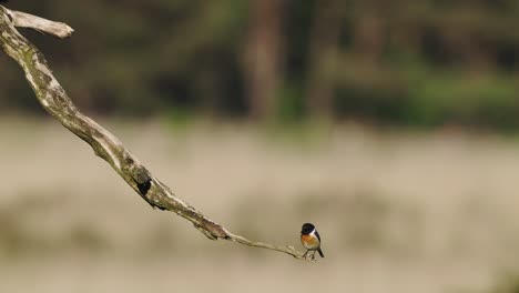 European-Stonechat-Jumping-Off-Branch-Against-Bokeh-Background