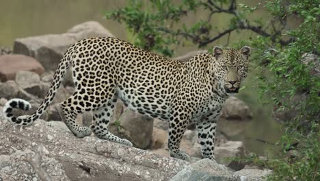 Close-full-body-shot-of-a-leopard-standing-on-the-rocks,-Greater-Kruger