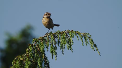 Female-Stonechat-Perched-On-Green-Branch-Looking-Around-And-Calling-Out