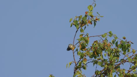 Blue-Tit-Perched-On-Branch-Against-Blue-Sky-And-Flying-Away
