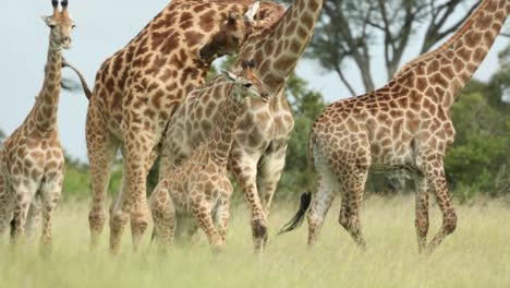 Medium-shot-of-a-baby-giraffe-running-ahead-of-the-herd,-Greater-Kruger