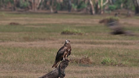 Perched-on-a-root-jutting-out-of-the-grass-land-while-other-birds-fly-around,-Black-eared-Kite-Milvus-lineatus-Pak-Pli,-Nakhon-Nayok,-Thailand