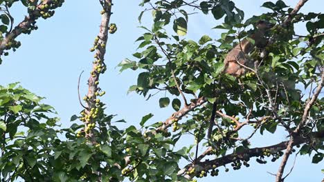 Seen-climbing-towards-the-right-going-up-the-branch-looking-for-ripened-fruits,-Three-striped-Palm-Civet-Arctogalidia-trivirgata,-Thailand