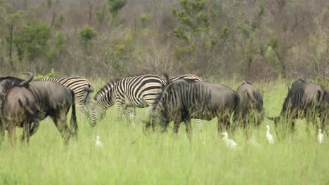 Wide-shot-of-plains-zebras-and-blue-wildebeest-feeding-on-the-the-fresh-grassland-in-the-Greater-Kruger