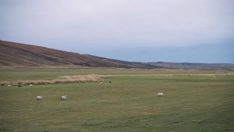 Flock-of-sheep-grazing-in-Kolugljufur-canyon-grass-fields-in-Iceland