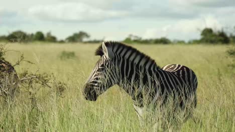 Wide-shot-of-a-plains-zebra-feeding-on-the-green-grassland-in-the-Greater-Kruger