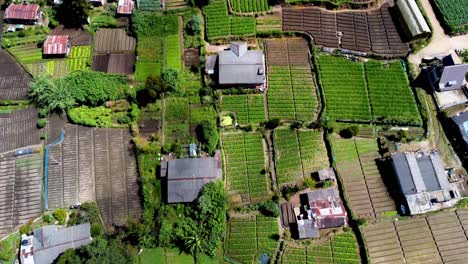 Overlooking-View-Of-Green-Fields-Of-Organic-Tea-Growing-On-Large-Area-In-Rural-Nuwara-Eliya,-Sri-Lanka