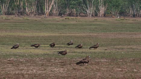 A-flock-resting-while-others-land-and-others-take-off-in-turns,-Black-eared-Kite-Milvus-lineatus-Pak-Pli,-Nakhon-Nayok,-Thailand