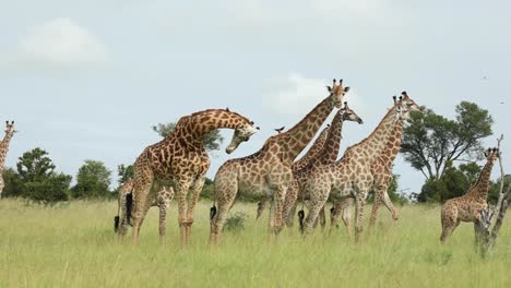 Panning-shot-of-a-huge-herd-of-giraffes-standing-in-the-open-plains,-Greater-Kruger