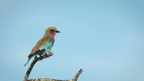 Wide-shot-of-a-lilac-breasted-roller-sitting-on-a-branch-with-blue-sky-in-the-background,-Greater-Kruger