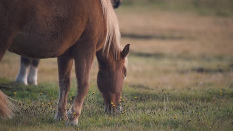 Brown-iccelandic-horse-grazing-in-a-grass-field-at-sunset,-close-up