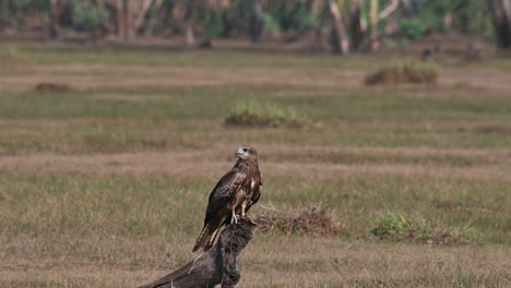 Seen-perched-on-top-of-a-fallen-tree-looking-around-while-other-kites-fly-by,-Black-eared-Kite-Milvus-lineatus-Pak-Pli,-Nakhon-Nayok,-Thailand