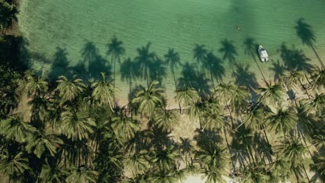 4K-aerial-footage-of-tropical-beach-with-coconut-palm-trees-and-shadow-of-the-palms-in-ocean-in-Thailand