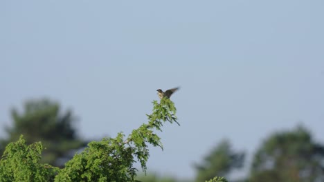 Female-European-stonechat-bird-perching-high-in-a-tree