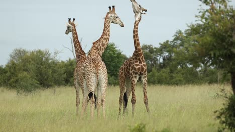 Wide-shot-of-two-male-giraffe-necking,-Greater-Kruger