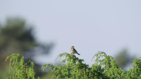 Female-Stonechat-Perched-On-Green-Branch-Against-Bokeh-Background