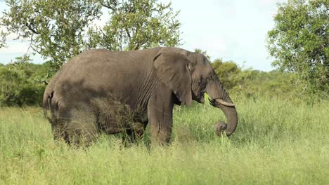 Wide-shot-of-an-African-elephant-bull-feeding-on-the-lush-green-grass,-Greater-Kruger