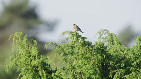 Singing-small-Woodlark-bird-sitting-on-top-of-tree,-handheld,-day