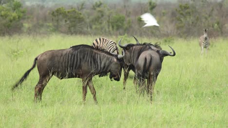 Wide-shot-of-blue-wildebeests-jumping-around,-Greater-Kruger