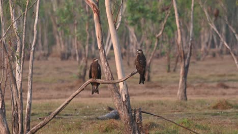 Two-individuals-on-as-branch-extending-out-from-the-ground-during-the-summer-morning,-Black-eared-Kite-Milvus-lineatus-Pak-Pli,-Nakhon-Nayok,-Thailand