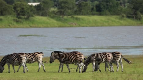 Wide-shot-of-a-herd-of-Plains-zebras-grazing-along-the-water's-edge,´and-passing-through-the-frame,-Greater-Kruger