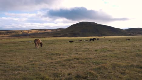Herd-of-icelandic-horses-grazing-in-a-grass-plain-below-a-hill,-cloudy