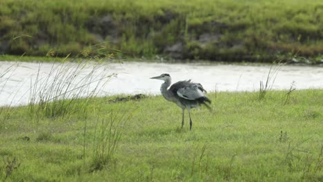 Wide-shot-of-a-grey-heron-shaking-while-standing-next-to-the-river,-Greater-Kruger