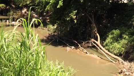 Siguiendo-La-Bandeja-Del-Río-Con-Basura-No-Biodegradable-Y-Vegetación-Afectada-Debido-A-Inundaciones-E-Inundaciones