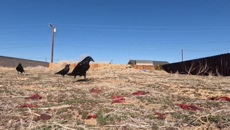 Common-ravens-find-meat-rotting-in-a-field-to-feed-on-and-fight-over