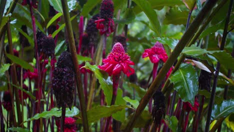 Red-Fackel-Ingwer-Costa-Rica-Schöne-Blühende-Tropische-Blume