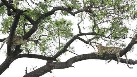 Wide-shot-of-a-cub-running-towards-its-mother-to-greet-her-up-in-a-tree,-Greater-Kruger