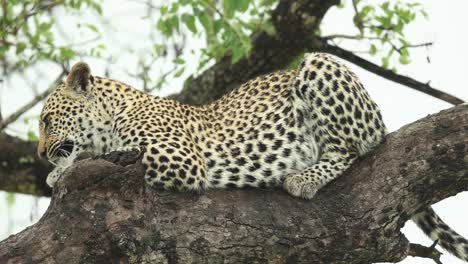 Beautiful-close-full-body-shot-of-a-leopard-laying-on-a-branch-looking-into-the-camera,-Greater-Kruger