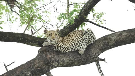 Beautiful-wide-shot-of-a-sleepy-leopard-relaxing-on-a-branch-up-in-a-tree,-Greater-Kruger