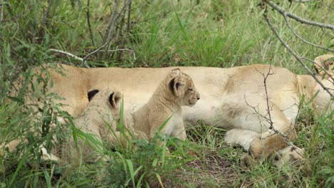 CUTE-wide-shot-of-tiny-lion-cubs-sitting-next-to-their-sleeping-mother,-Greater-Kruger