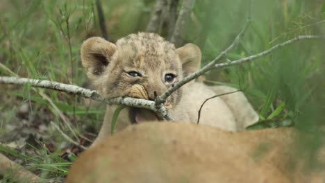 Medium-close-up-of-a-tiny-lion-cub-chewing-on-a-branch,-Greater-Kruger
