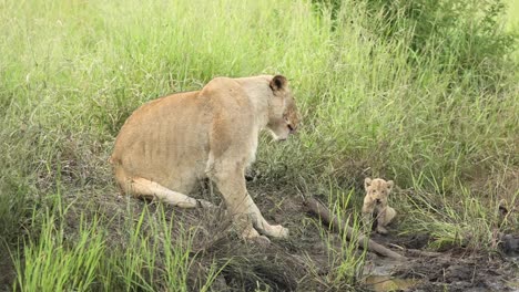 Wide-shot-of-a-lioness-sitting-together-with-her-tiny-cub-before-walking-off,-Greater-Kruger