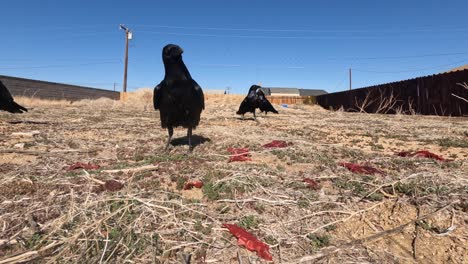 An-unkindness-of-ravens-eating-rotten-meat-left-behind-in-a-field
